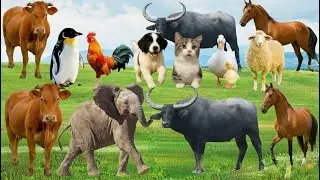 Adorable Farm Animals - Cows, Chickens, Sheep, Dogs, Horses, Ducks, Goats