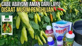 Power CALL..!! SOLUSI UNTUK MENGATASI BUNGA CABE RONTOK