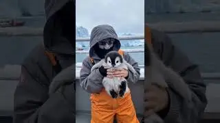 Baby penguin; so cute 🥺🥰🐥