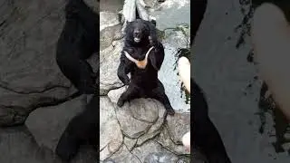 #Bear #Bears #Wildlife #BearVideos #AnimalVideos #BearShorts #Nature | Wildlife Education