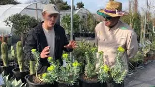 Plant Gopher Plant- Drought tolerant & perfect Austin Texas garden | Vivero Growers Nursery