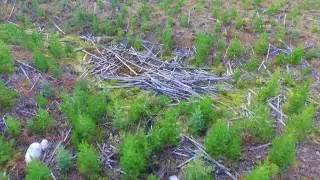 UAV Silviculture Survey - Interior BC