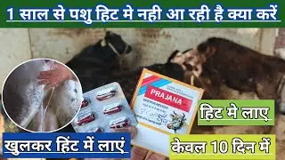 USE VETERINARY PRAJANA CAPSULE | गाय भैंस को हिट में कैसे लाएं | पशु खुलकर हिंट मे नही आती क्या करें