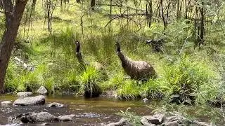Guarding Emu Watches While Another Drinks | Incredible Australian Wildlife | Pinch River NSW Footage