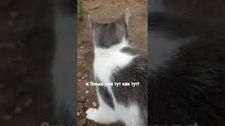 🐱🐱🐶