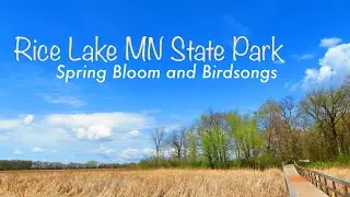 RICE LAKE MN State Park: SPRING BLOOM and BIRDSONGS (no music) - Early May 2020