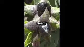 Poisonous Plants!