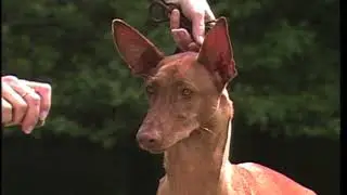 AKC Pharaoh Hound Standard