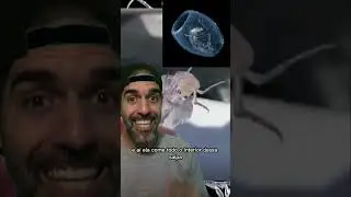 Conhece a SALPA? | Pidobiologia