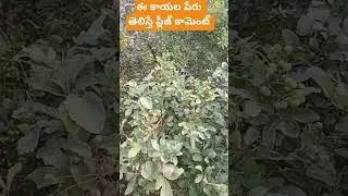 Soap Nut Uses & Benefits | Natural Cleaning SolutionSoap Nut (Reetha): Uses, Benefits