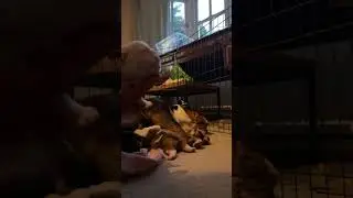#Boujee bullies )) #whelping #puppies