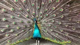 Merak biru merak India #merakbiru #peacock #merakputih #fypシ  #merakmedan #merakbirumedan