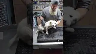 Время приема пищи! Знакомьтесь, баранья отбивная!