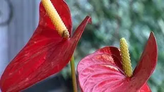 🌺 Comment prendre soin de votre Anthurium &agrave; la maison 🌱