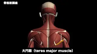 解剖学講座｜大円筋