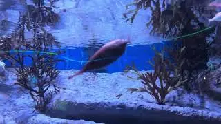 Longspine Snipefish and Shiner Perch