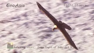 Relaxing Music :  Flight of love,  Free flight of Bearded Vulture