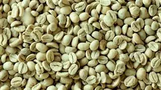 Vietnamese Green Coffee Beans - Vietnam Coffee Supplier, Wholesaler, Distributor - Lam Dong & Daklak