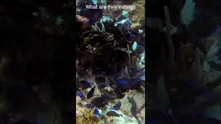 Roatan Fish Feeding Frenzy: Dive into the Spectacle  #roatanhonduras #shorts