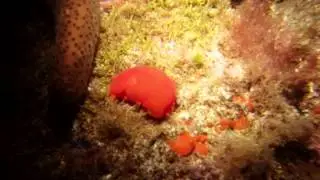 Orange Berthella - Berthellina edwardsii