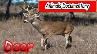 Animals Documentary - Deer Documentary