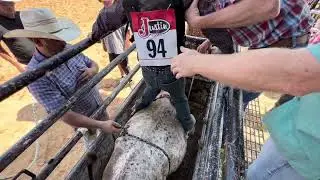 Wicked sticks mini buckers. Mini bull riding Lincoln Arkansas.