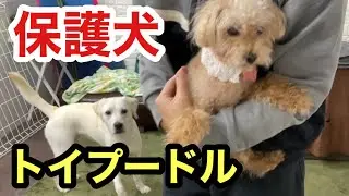 保護犬【トイプードル】悪徳業者の被害犬、今は心許せる人と暮らしてます