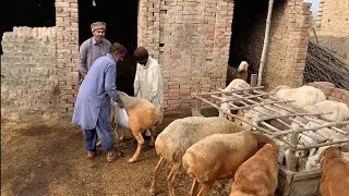 Dunba Farming | Dunba Care | Animal Care | Nabeel Zia Official