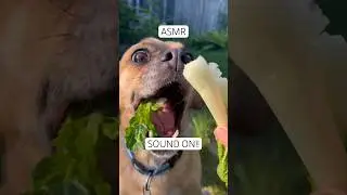 Dog ASMR mukbang food vlog, a puggle that is crazy in love with veggies #shorts #pug #beagle