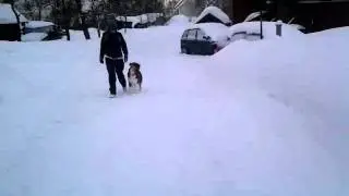 Lydighetstrening