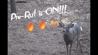 The Pre-Rut is ON!!!!!🔥| Bucks are on their feet!!! | Hunter Ridge Outdoors
