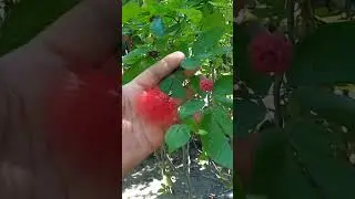 my pretty Powder Puff red in My garden