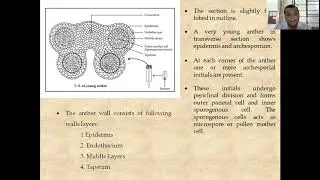 Structure of typical stamen and tetrasporangiate anther