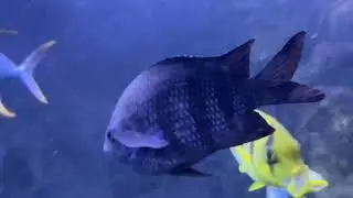 Psychedelic fish in Acquario di Cattolica -late 2021