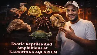 Why Are Exotic Reptiles & Animals So Fascinating? 😳🦎 | Rare Species | Karnataka Aquarium