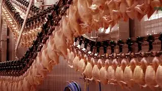 Extreme Modern Chicken Meat Processing Machines - Amazing Food Processing Technology
