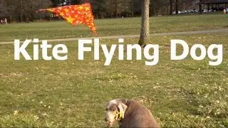 Kite Flying Dog spring times here, Super Britneys first kite flight