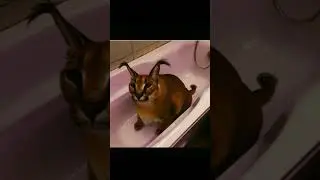 Нервные лица Шлёпы часть 4