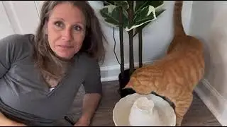 Ceramic Water Fountain by iPettie. Ultra Quiet. My Cat Thinks He's King!