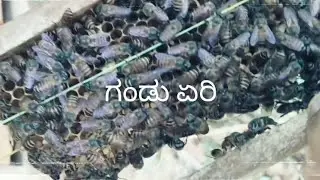 ಜೇನು ಪೆಟ್ಟಿಗೆಯ ಸೂಪರ್ ಗೆ ಗಂಡು ನೊಣಗಳು ಏರಿ ಕೊಟ್ಟನಂತರೇನಾಗುತ್ತದೆ?,ಬನ್ನಿ ನೋಡೋಣ.Drone hived