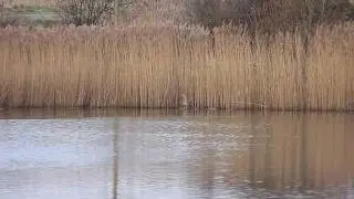 Bittern flying off