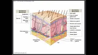 Intro and Function of the Integumentary System
