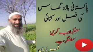 Grass Growing Tips. دیسی ہاڑو گھاس
