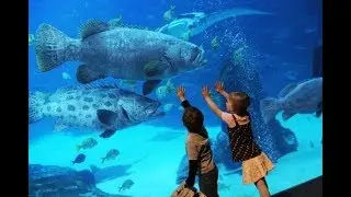 Лиссабонский Океанариум - Aquarium Portugal