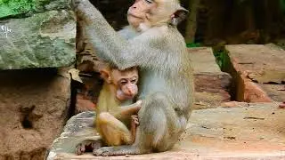 Oh No! Monkey ALberto Tried To Hide Fruits From Baby Elpida By Putting Up High From Her.