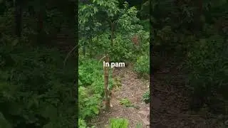 #In-pam