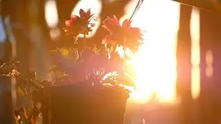 most beautiful relaxing music ! beautiful relaxing music tuneone