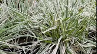 Briza media 'Zitterzebra'