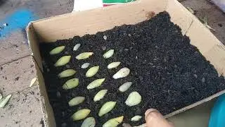 Menanam Sukulen dari daun dengan mudah