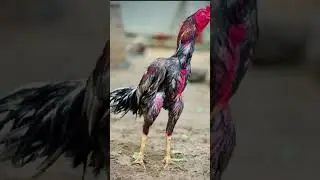 otlar olami 504 most likely most beautiful top quality pure fighter bloodline Aseel rooster birds